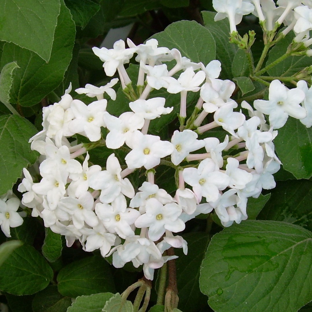 Fragrant Viburnum (Judd) Natorp's Online Plant Store